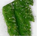 Click image for larger version

Name:	sugar leaf.jpg
Views:	198
Size:	1.02 MB
ID:	569753