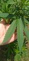 Click image for larger version

Name:	Artemis Leaf.jpg
Views:	446
Size:	1.39 MB
ID:	571053