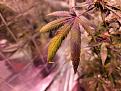 Click image for larger version

Name:	unknown leaf 1.jpg
Views:	293
Size:	472.3 KB
ID:	572843