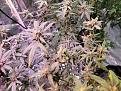 Click image for larger version

Name:	unknown bad leaves 2.jpg
Views:	240
Size:	709.6 KB
ID:	572844