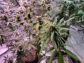 Click image for larger version

Name:	unknown bad leaf 3.jpg
Views:	238
Size:	930.4 KB
ID:	572845