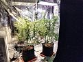 Click image for larger version

Name:	unknown both plants with lights.jpg
Views:	256
Size:	590.4 KB
ID:	572846