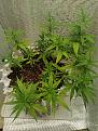 Click image for larger version

Name:	sICK PLANT.jpg
Views:	337
Size:	3.78 MB
ID:	573682