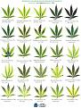 Click image for larger version

Name:	leafdefien.jpeg
Views:	398
Size:	238.5 KB
ID:	574772