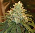 Click image for larger version

Name:	IMG_20220903_142737 (2).jpg
Views:	346
Size:	1.58 MB
ID:	575334