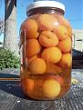 Click image for larger version

Name:	Apricot vodka.jpg
Views:	613
Size:	394.0 KB
ID:	575462