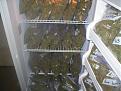 Click image for larger version

Name:	Bags of pot in fridge.jpg
Views:	1003
Size:	55.6 KB
ID:	575885