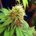 Click image for larger version

Name:	not-ready-harvest-white-pistils-sm.jpg
Views:	529
Size:	71.1 KB
ID:	576098