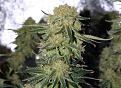 Click image for larger version

Name:	cannabis-bud-looks-ready-harvest-sm.jpg
Views:	494
Size:	48.0 KB
ID:	576099