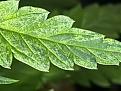 Click image for larger version

Name:	Pot A.jpg
Views:	289
Size:	108.4 KB
ID:	576694