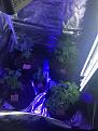 Click image for larger version

Name:	My plants.jpg
Views:	212
Size:	668.5 KB
ID:	57734