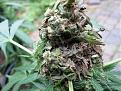 Click image for larger version

Name:	bud-rot-damage-sm.jpg
Views:	310
Size:	55.8 KB
ID:	577555