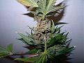 Click image for larger version

Name:	marijuana-bud-rot-see-mold-when-you-look-closer-sm.jpg
Views:	311
Size:	45.5 KB
ID:	577556