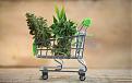 Click image for larger version

Name:	Weed shopping-cart.jpg
Views:	349
Size:	238.4 KB
ID:	577742