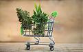 Click image for larger version

Name:	Weed shopping-cart.jpg
Views:	267
Size:	238.4 KB
ID:	577742