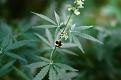 Click image for larger version

Name:	Bee on Cannabis - JPG.jpg
Views:	455
Size:	269.6 KB
ID:	578499