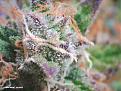 Click image for larger version

Name:	PICT0000.jpg
Views:	420
Size:	3.05 MB
ID:	582737