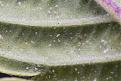 Click image for larger version

Name:	Spider-Mite-Eggs-on-the-Underside-of-a-Leaf.jpg
Views:	436
Size:	117.0 KB
ID:	590536