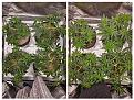 Click image for larger version

Name:	20230309_080507-COLLAGE.jpg
Views:	231
Size:	3.19 MB
ID:	590784