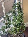 Click image for larger version

Name:	sill grow.jpg
Views:	923
Size:	97.2 KB
ID:	596873