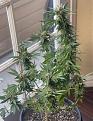 Click image for larger version

Name:	sill grow.jpg
Views:	1064
Size:	97.2 KB
ID:	596873