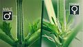 Click image for larger version

Name:	How-To-Identify-A-Male-Plant__EafheJtSE19Zph10.jpg
Views:	299
Size:	73.9 KB
ID:	596923