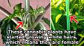 Click image for larger version

Name:	female-pistils-preflowers.jpg
Views:	271
Size:	202.7 KB
ID:	596924