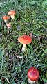 Click image for larger version

Name:	shroom[1].jpg
Views:	327
Size:	3.41 MB
ID:	598776