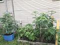 Click image for larger version

Name:	IMG_2272.jpg
Views:	338
Size:	3.47 MB
ID:	598880