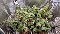 Click image for larger version

Name:	Grow[1].jpg
Views:	194
Size:	5.19 MB
ID:	599569