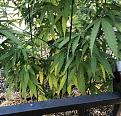 Click image for larger version

Name:	yellow leaves.jpg
Views:	185
Size:	1,017.4 KB
ID:	603902