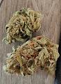 Click image for larger version

Name:	bud_cured.jpg
Views:	253
Size:	554.0 KB
ID:	604096