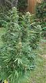 Click image for larger version

Name:	f1_harvest02.jpg
Views:	271
Size:	837.9 KB
ID:	604530