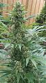 Click image for larger version

Name:	f1_harvest00.jpg
Views:	272
Size:	706.7 KB
ID:	604531