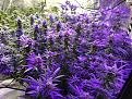 04282023 blurple side.jpg