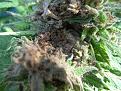 Click image for larger version

Name:	worms.jpg
Views:	246
Size:	1.03 MB
ID:	607422