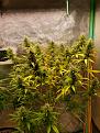 Click image for larger version

Name:	pistils2.jpg
Views:	198
Size:	1.40 MB
ID:	609041
