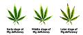 Click image for larger version

Name:	2-stages-of-magnesium-deficiency.jpg
Views:	266
Size:	248.0 KB
ID:	609047