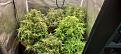 Click image for larger version

Name:	60 days from seed.jpg
Views:	240
Size:	2.47 MB
ID:	610640