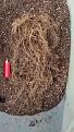 Click image for larger version

Name:	roots[1].jpg
Views:	170
Size:	4.69 MB
ID:	611549