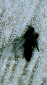 Click image for larger version

Name:	fungus_gnats.png
Views:	230
Size:	2.24 MB
ID:	613940