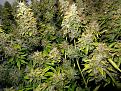 Click image for larger version

Name:	harvest-marijuana-early-if-buds-are-getting-damaged.jpg
Views:	182
Size:	545.7 KB
ID:	615663