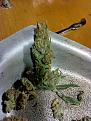 Click image for larger version

Name:	purps[1].jpg
Views:	143
Size:	4.09 MB
ID:	615691