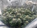 Click image for larger version

Name:	Pineapple Expess and 1 Crosses 4-26-2024.jpg
Views:	161
Size:	4.00 MB
ID:	620804