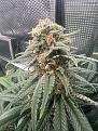 Click image for larger version

Name:	Carm Haze Cross 4-26-24.jpg
Views:	147
Size:	2.99 MB
ID:	620805
