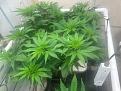 Click image for larger version

Name:	GodFather OG 5-5-24.jpg
Views:	347
Size:	1.92 MB
ID:	621416