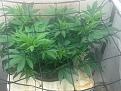 Click image for larger version

Name:	Pineapple Chunk 5-5-24.jpg
Views:	335
Size:	1.66 MB
ID:	621418