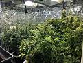 Click image for larger version

Name:	Grow Room Autos 2-24-20.jpg
Views:	191
Size:	179.4 KB
ID:	621788