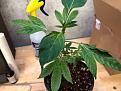 Click image for larger version

Name:	Reveg Papaya Clone.jpg
Views:	200
Size:	89.5 KB
ID:	622157