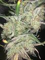Click image for larger version

Name:	IMG_0698.jpg
Views:	179
Size:	2.79 MB
ID:	623711
